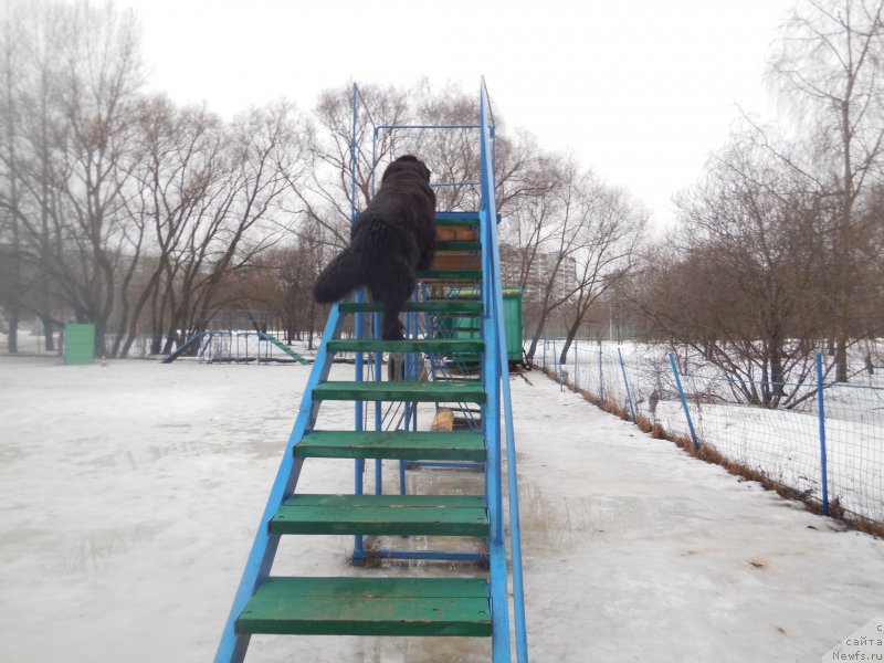 Фото: ньюфаундленд Топтыжка Галатея Морская Нереида (Toptyzhka Galatea Morskaya Nereida)