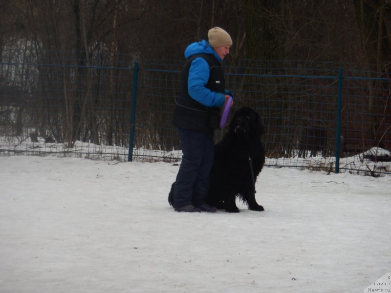 Фото: ньюфаундленд Топтыжка Герой Нашего Времени (Toptyzhka Geroy Nashego Vremeni)