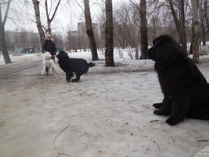 Фото: ньюфаундленд Топтыжка Галатея Морская Нереида (Toptyzhka Galatea Morskaya Nereida), [d13486] и собачка
