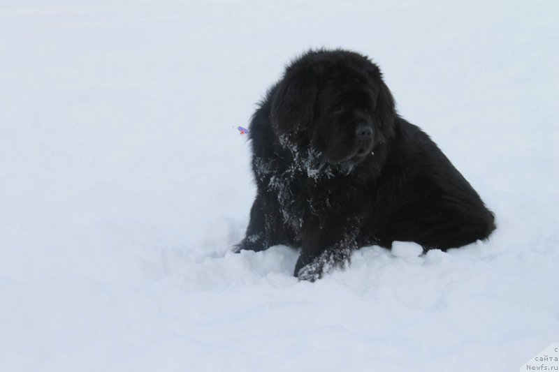 Фотография № 175897