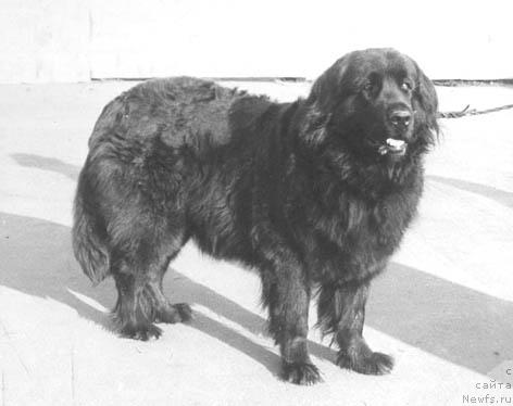 Фото: ньюфаундленд Ай Мэйт Ластер