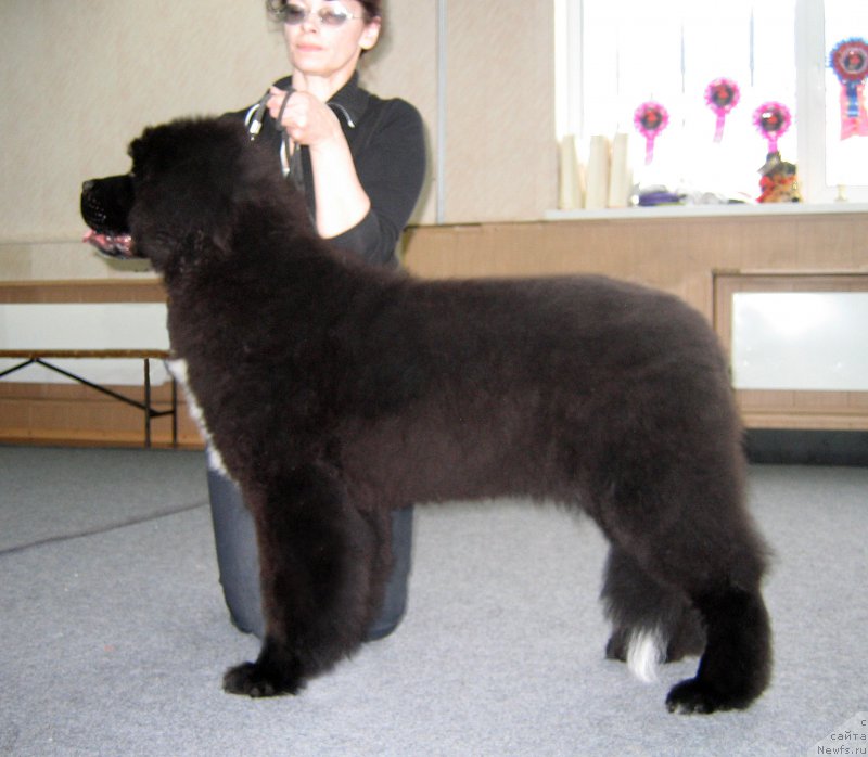 Фото: ньюфаундленд Хуодэ Шень Афина (Huode Shen Afina)