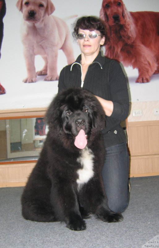 Фото: ньюфаундленд Хуодэ Шень Афина (Huode Shen Afina)