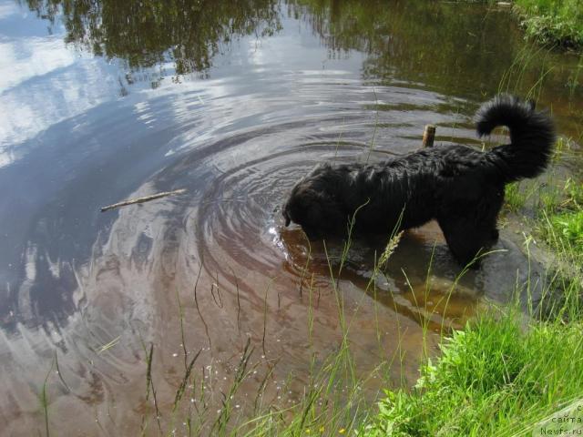 Фото: ньюфаундленд Бретани Северное Сияние