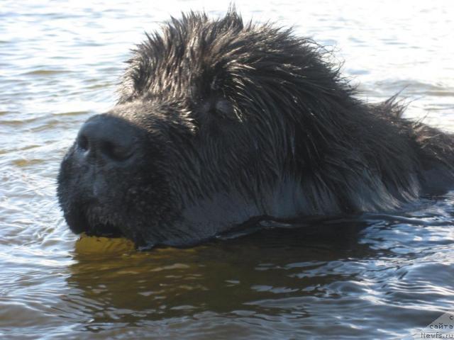 Фото: ньюфаундленд Бретани Северное Сияние