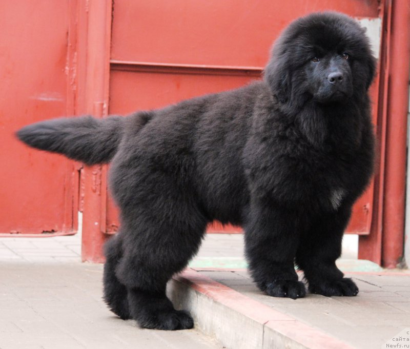 Фотография № 175921