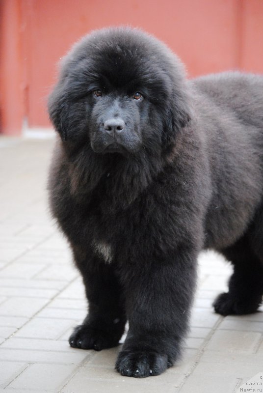 Фото: ньюфаундленд Моя Стихия Иксия Элли Сюрпрайз (Moya Stikhiya Iksiya Elli Surprise)