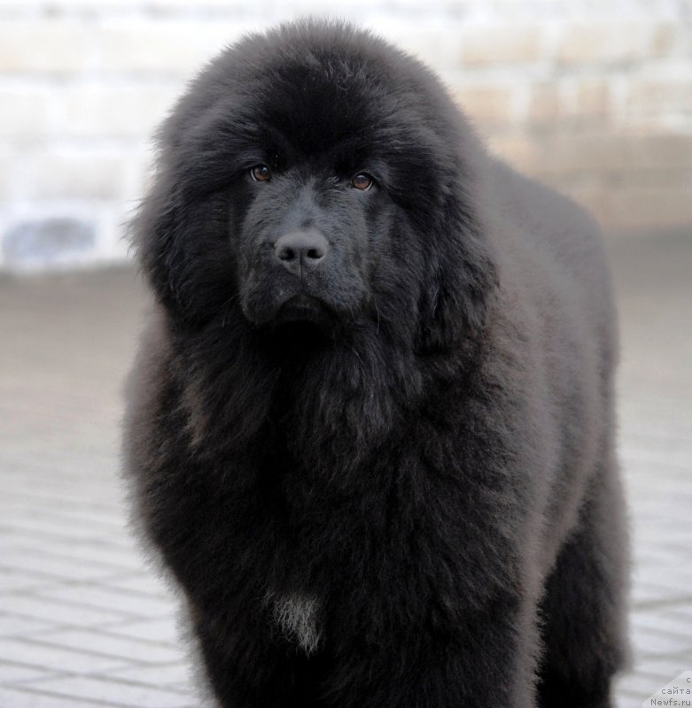 Фото: ньюфаундленд Моя Стихия Иксия Элли Сюрпрайз (Moya Stikhiya Iksiya Elli Surprise)