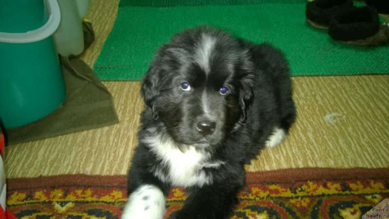 Фото: ньюфаундленд Лилли Бэт