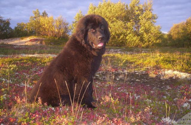 Фото: ньюфаундленд Глория Гранд Блек