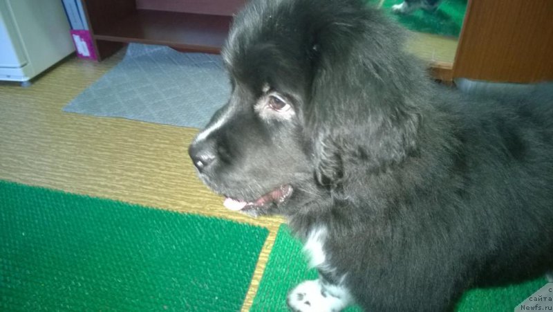 Фото: ньюфаундленд Лилли Бэт