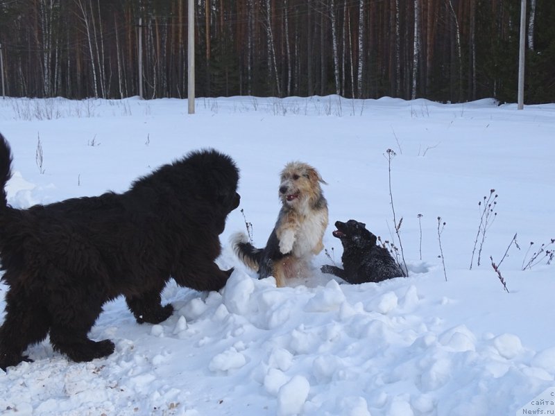 Фото: ньюфаундленд Анджел Викториус