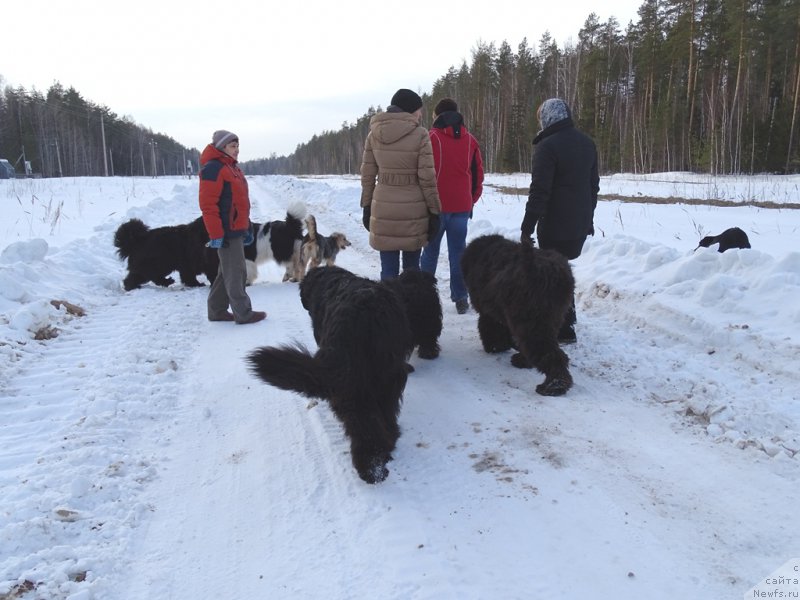 Фото: ньюфаундленд Акин Соул София, ньюфаундленд Лесная Сказка Лунная Соната, ньюфаундленд Анджел Викториус, ньюфаундленд Черный Шарм Веллингтон