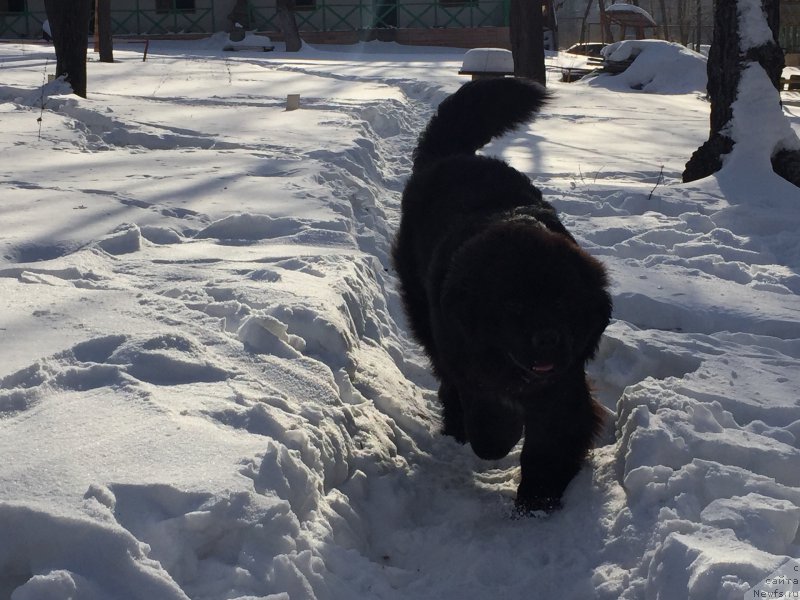 Фото: ньюфаундленд Бегущая по Волнам Чойс оф Фибоначчи (Begushaya po Volnam Choice of Fibonacci)