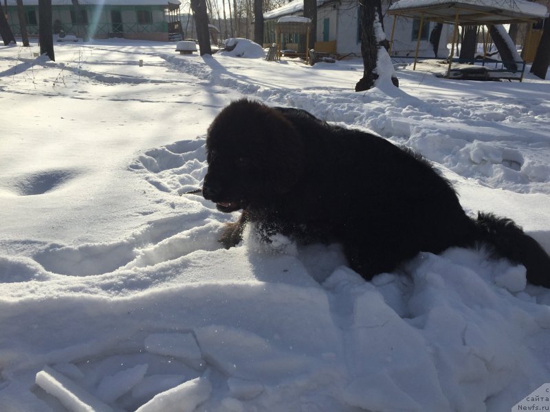 Фото: ньюфаундленд Бегущая по Волнам Чойс оф Фибоначчи (Begushaya po Volnam Choice of Fibonacci)