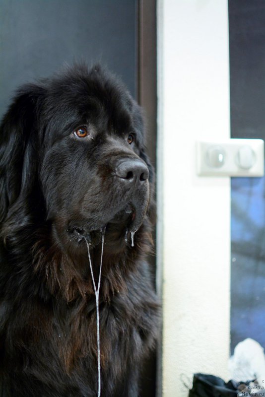 Фото: ньюфаундленд Ван Лен Тайм Олдер