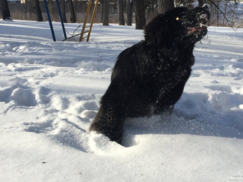 Фото: ньюфаундленд Бегущая по Волнам Чойс оф Фибоначчи (Begushaya po Volnam Choice of Fibonacci)