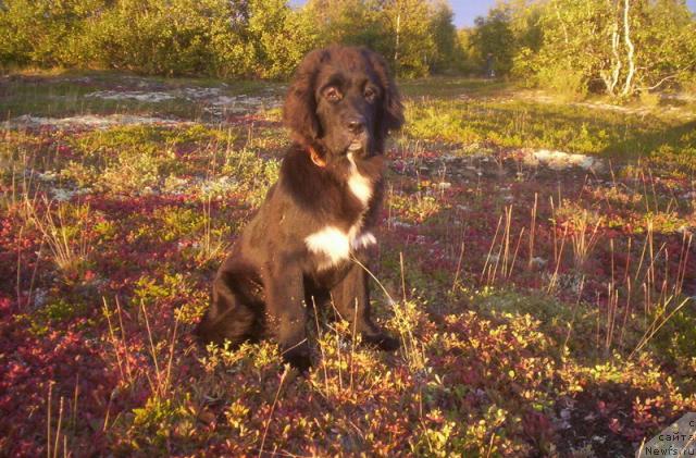 Фото: ньюфаундленд Сент Джонс Пенелопа Крус
