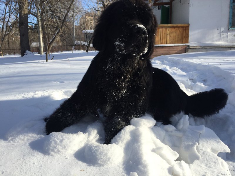 Фото: ньюфаундленд Бегущая по Волнам Чойс оф Фибоначчи (Begushaya po Volnam Choice of Fibonacci)