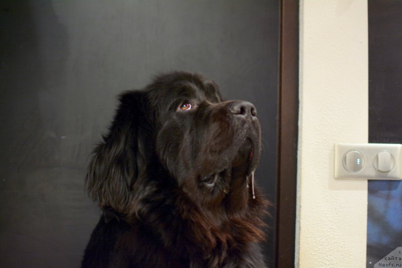 Фото: ньюфаундленд Ван Лен Тайм Олдер