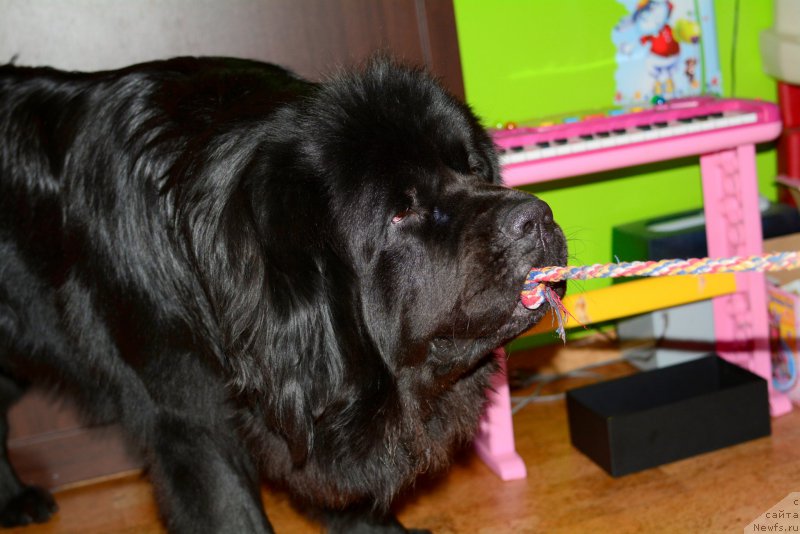 Фото: ньюфаундленд Ван Лен Тайм Олдер