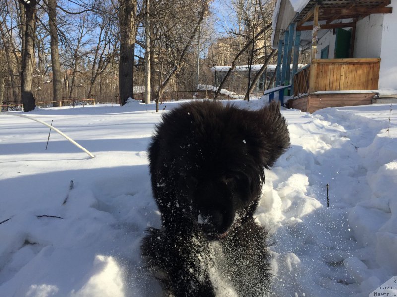 Фото: ньюфаундленд Бегущая по Волнам Чойс оф Фибоначчи (Begushaya po Volnam Choice of Fibonacci)