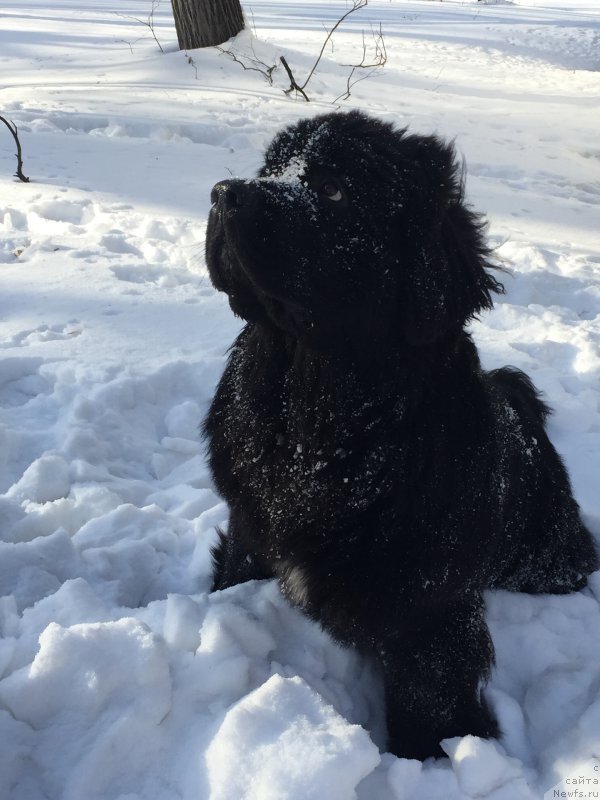 Фото: ньюфаундленд Бегущая по Волнам Чойс оф Фибоначчи (Begushaya po Volnam Choice of Fibonacci)