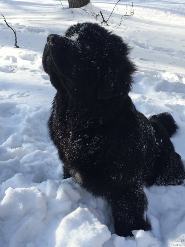 Фото: ньюфаундленд Бегущая по Волнам Чойс оф Фибоначчи (Begushaya po Volnam Choice of Fibonacci)