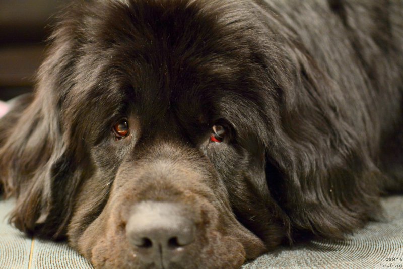 Фото: ньюфаундленд Ван Лен Тайм Олдер