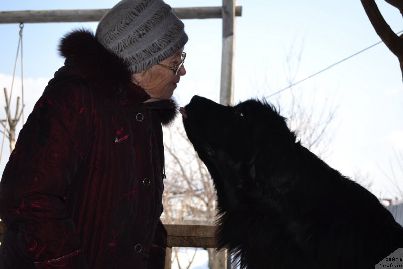 Фото: ньюфаундленд I'm Little Princess Midnight Bear