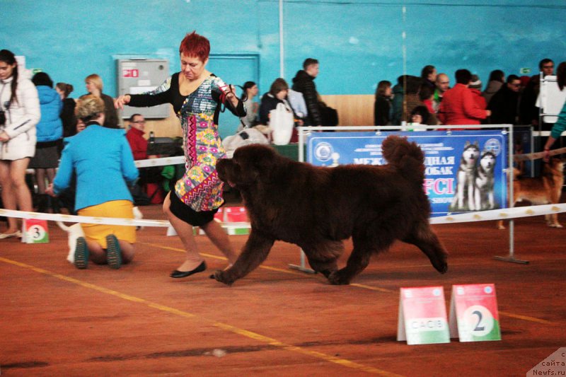 Фото: ньюфаундленд Чармер Денкам Бронз (Charmer Denkam Bronze), Татьяна Яковлева
