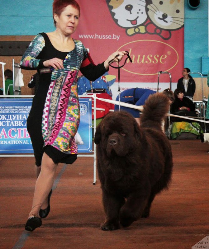Фото: ньюфаундленд Чармер Денкам Бронз (Charmer Denkam Bronze), Татьяна Яковлева
