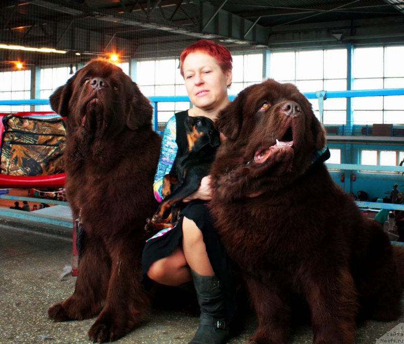 Фото: ньюфаундленд Чарли Де Бест Хелфи Пэл (Charli The Best Helfi Pel), ньюфаундленд Чармер Денкам Бронз (Charmer Denkam Bronze), Татьяна Яковлева