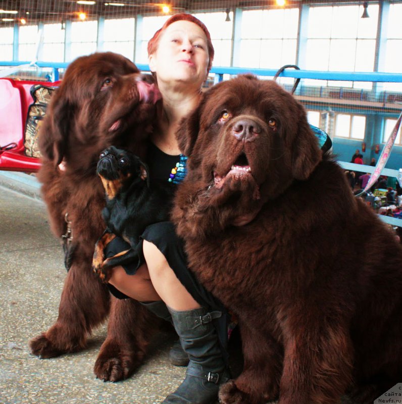 Фото: ньюфаундленд Чарли Де Бест Хелфи Пэл (Charli The Best Helfi Pel), Татьяна Яковлева, Варька, ньюфаундленд Чармер Денкам Бронз (Charmer Denkam Bronze)