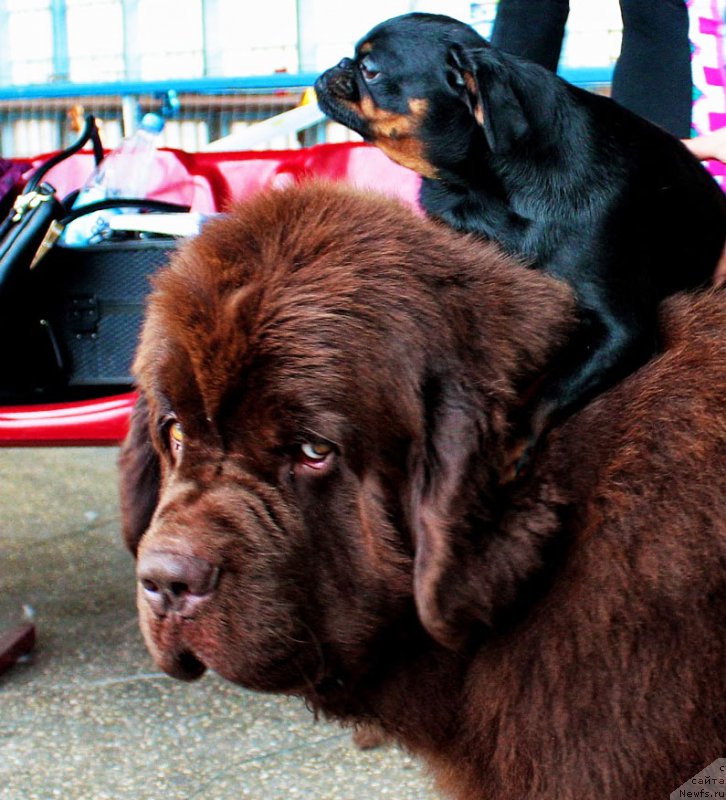 Фото: ньюфаундленд Чарли Де Бест Хелфи Пэл (Charli The Best Helfi Pel), Варя