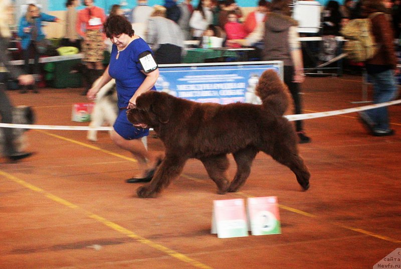 Фото: ньюфаундленд Чарли Де Бест Хелфи Пэл (Charli The Best Helfi Pel)