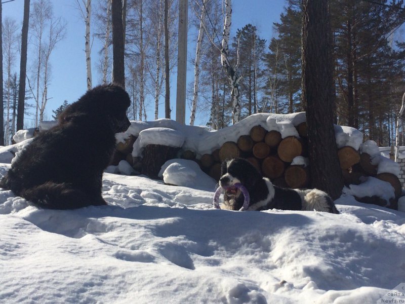 Фото: ньюфаундленд Дарт Вейдер, ньюфаундленд Флюфи Аваланч Сурпассинг Алл Експестатионс (Fluffy Avalanch Surpassing All Expektations)