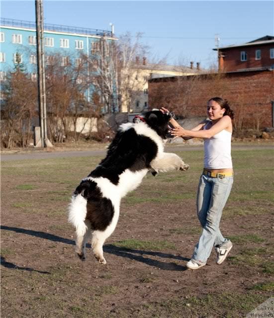 Фото: ньюфаундленд Флюфи Аваланч Сурпассинг Алл Експестатионс (Fluffy Avalanch Surpassing All Expektations), Ксения Наумова