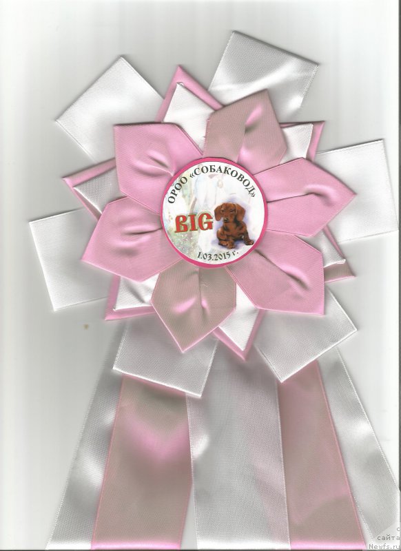 Фото: ньюфаундленд Варгас Де Ла Масса Армандо (Vargas de la Massa Armando)