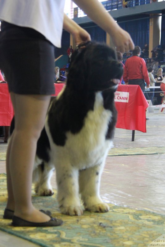 Фотография № 175996