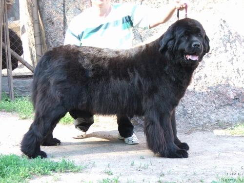 Фото: ньюфаундленд Грейчел (Greychel)