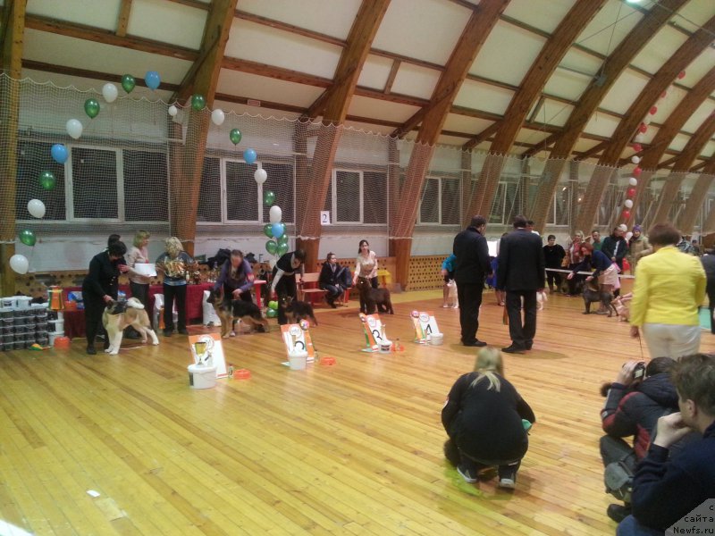 Фото: ньюфаундленд Николь Голд Стар (Nikol Gold Star), ньюфаундленд Николь Голд Стар (Nikol Gold Star)