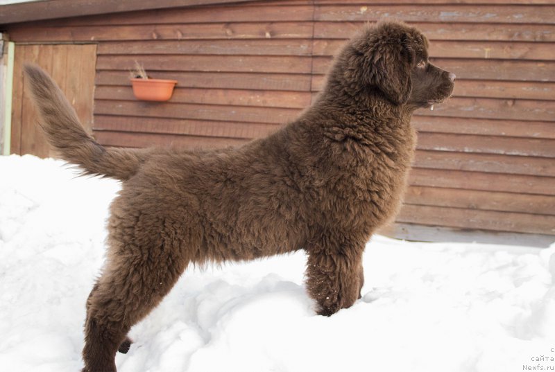 Фото: ньюфаундленд Наоми Таголири фор Браунблад (Naomi Tagoliri for Brouwnblood)