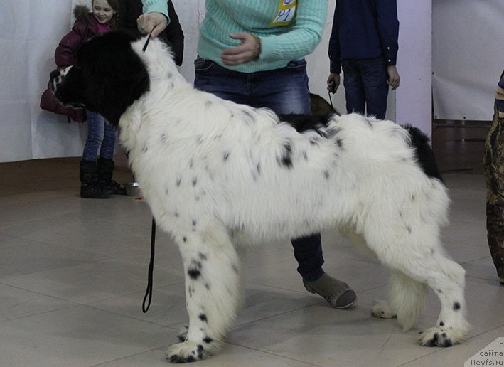 Фотография № 176011