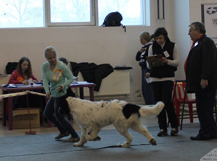 Фото: ньюфаундленд Маг Исполин Обсидиан