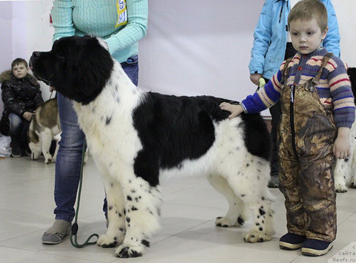 Фото: ньюфаундленд Маг Исполин Онега