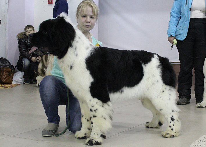 Фотография № 176014