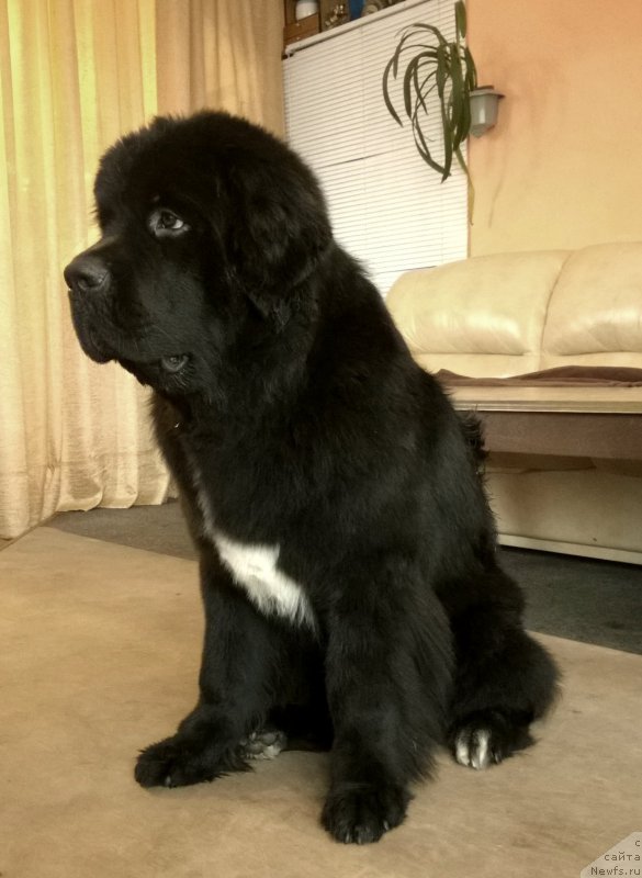 Фото: ньюфаундленд Бегущая по Волнам Чарт Топпер (Beguschaya po Volnam Сhart Topper)