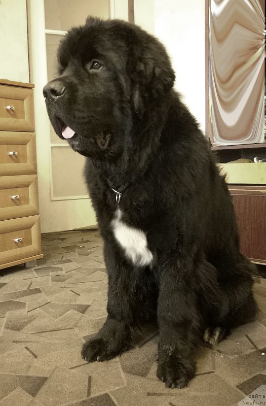 Фото: ньюфаундленд Бегущая по Волнам Чарт Топпер (Beguschaya po Volnam Сhart Topper)