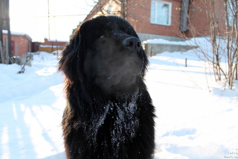 Фото: ньюфаундленд Гран При Тольятти Турандот